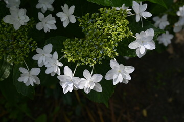 Poster - Hydrangea flowers. Seasonal background material. Hydrangea flowers are a seasonal tradition in Japan during the rainy season.