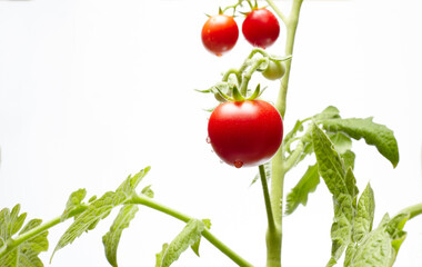 Tomato plant isolated on white background. Green seedling of fresh ripe red tomatoes, close up