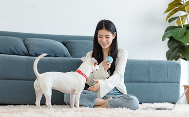 Asian young female owner sitting smiling on carpet floor browsing surfing internet online via laptop computer playing chew ball toy with best friend companion dog jack russell terrier in living room