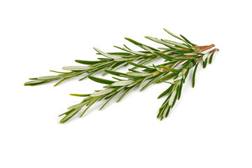 Twig of rosemary, isolated on white background.