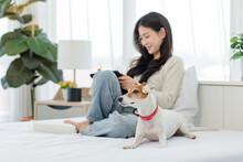 White Short Hair Parson Jack Russell Terrier Dog Laying Lying Down On Bed With Asian Young Cheerful Female Owner Sitting Smiling Using Touchscreen Tablet Computer On Blurred Background In Bedroom