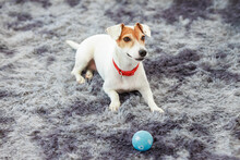 Portrait Closeup Shot Of Playful Cute Happy Best Human Friend Companion Domestic House Dog White Short Hair Small Parson Jack Russell Terrier Laying Lying Down On Carpet Floor With Blue Toy Ball