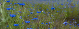 Fototapeta Natura - colorful spring field of flowers
