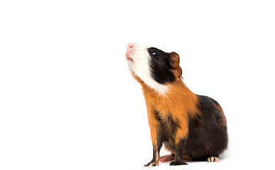 Poster - funny guinea pig on white background