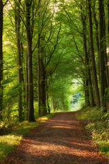 Dirt road, path and tall trees in the countryside for travel, agriculture or natural environment. Landscape of plant growth, greenery or farm highway with tree in row for sustainability in nature