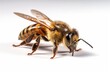 A bee sits against a white background, macro shot (Generative AI, Generativ, KI)