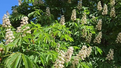 Wall Mural - chestnut branches with beautiful white flowers, close up