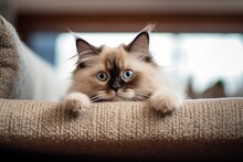 Environmental Portrait Photography Of A Cute Ragdoll Cat Climbing Against A Comfy Sofa. With Generative AI Technology