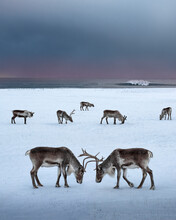 Reindeer coexist in a beautiful Icelandic environment