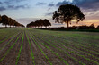 Agriculture - New growth in arable farmland at dusk in North Yorkshire in the United Kingdom.