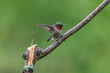 Rubby-throated Hummingbird