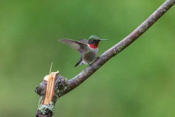 rubby-throated hummingbird