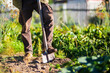 © shaploff - The farmer digs the soil in the vegetable garden. Preparing the soil for planting vegetables. Gardening concept. Agricultural work on the plantation
