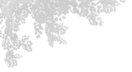 Wall Mural - summer tree leafs branch shadow shade on transparent backgrounds 3d render png