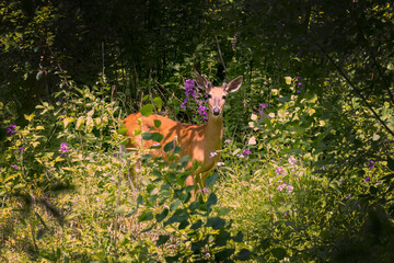 Wall Mural - the white-tailed deer in the forest. white-tailed deer starting to grow antlers. the antlers in velv