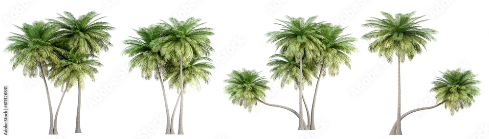 palm tree isolated on white Stock Illustration | Adobe Stock