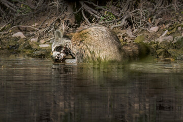 Canvas Print - The raccoon ( Procyon lotor) in the water