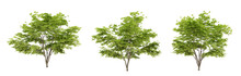Acer Palmatum Trees On Transparent Background, 3d Render Illustration.