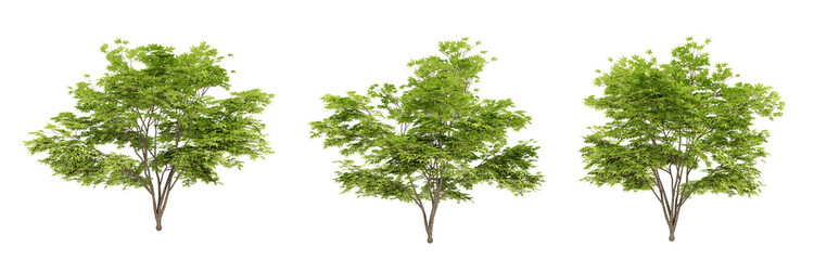 acer palmatum trees on transparent background, 3d render illustration.