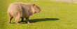 Kapibara wielka  (Hydrochoerus) – największy żyjący współcześnie gatunek gryzonia z rodziny kawiowatych. Sympatyczne zwierze z południowej ameryki na łące podczas  spaceru i pożywiania się .