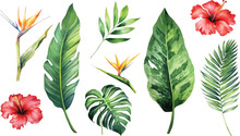 Large Hand Drawn Watercolor Tropical Plants Set, Monstera On An Isolated White Background, Watercolor Vector Illustration