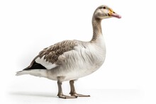 Wild Goose On White Background Generative AI