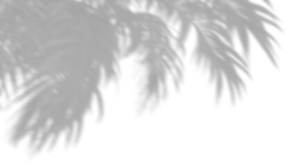 Wall Mural - nature realistic palm leafs movement on transparent backgrounds 3d render png