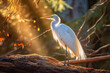 A large egret is standing on a tree branch in the sun