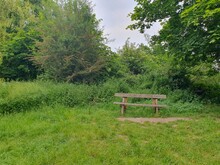 A Bench In A Grassy Area With Tree In A Meadows