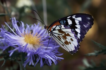 Canvas Print - close-up of delicate butterfly, with its wings in full bloom, created with generative ai