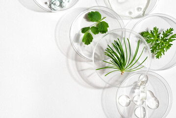 Petri dishes with plants and gel swatches