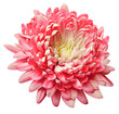 Pink   chrysanthemum flower  on  isolated background with clipping path. Closeup.   Transparent background.  Nature.