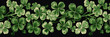 Four leaf shamrock clovers, banner, generative AI