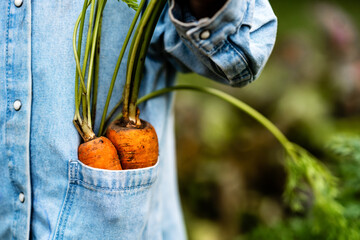  Close up A child holds a Bunch of carrots vegetables in his hands. Dirty Handing Picking Carrots. Picked Fresh Vegetables Just From The Garden.