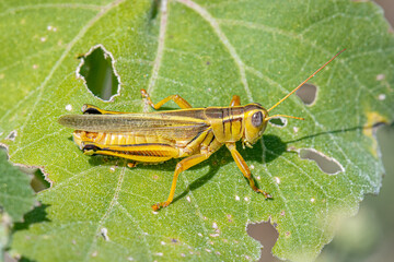 Wall Mural - Two-striped Grasshopper Feeding on Leaf