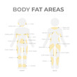 Body fat areas medical poster with fat storage problems.
Editable vector infographic of human body pictogram with text and fat deposit areas.
Location of adipose tissue in front and back body parts
