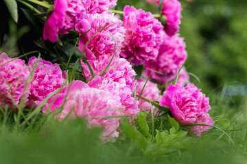 Canvas Print - pink peony