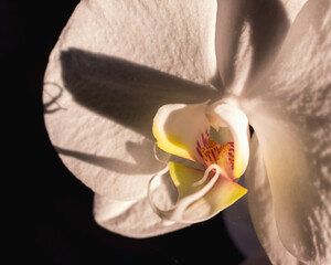 Sticker - white orchid on black background..