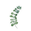 Watercolor green leaves.Eucalyptus leaves isolated white background