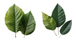 Collection of oblong leaves cutout isolated on transparent background, PNG image, Generative AI