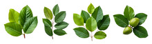 Collection Of Guava Leaves Cutout Isolated On Transparent Background, PNG Image, Generative AI