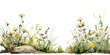 slender side decor from grass and filigran flowers in watercolor design isolated against transparent