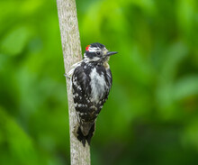 Downy Woodpecker Male On A Tree Trunk With A Blur Green Background