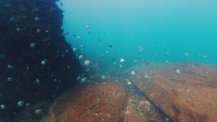 Sticker - School of fish swim near the rock