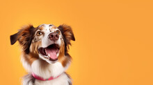 Advertising Portrait, Banner, Smiling Funny Australian Shepherd Looking Up With Open Mouth Isolated On Orange Background
