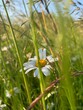 butterfly on a camomile