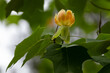 Close-up of the yellow orange flower of the Liriodendron chapel Hill 