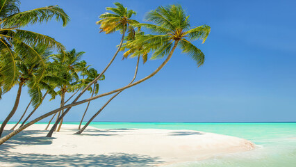 Coconut palm trees on the beach at Lankanfinolhu island, Maldives