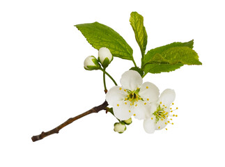 Wall Mural - Fresh flowers and leaves of prunus tree isolated on white or transparent background