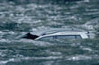 © Anelo - Flooded car floating in the water flow, flooding after the rains, the breach of the dam in Ukraine.